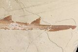 Cretaceous Fossil Shark (Pararhinchodon) #165874-2